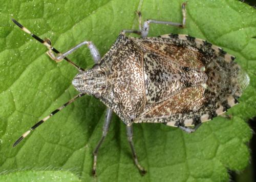 Réf. 330 608 : Rhaphigaster nebulosa